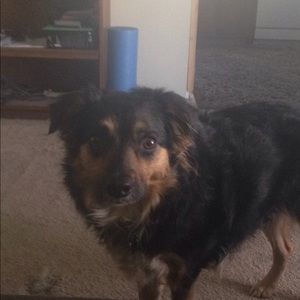 Meet your Posher, Bailey